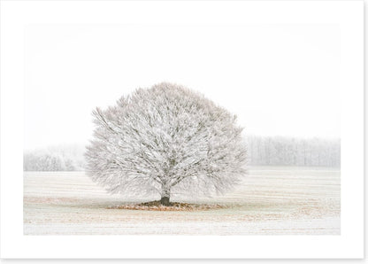 Solitude in the snow
