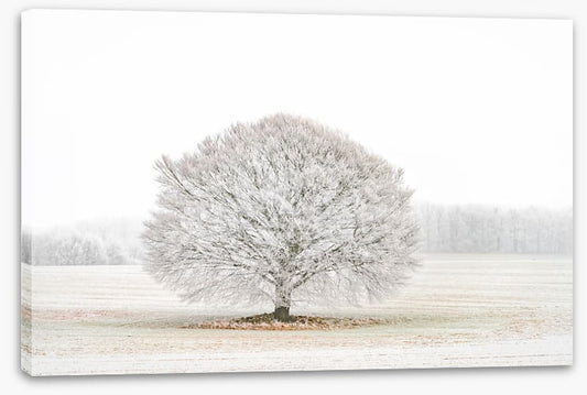 Solitude in the snow