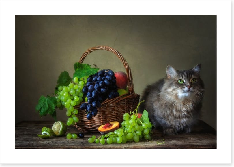 Still Life