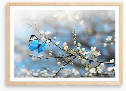 Blue butterfly blossom