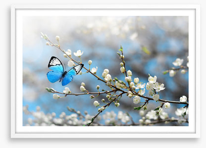 Blue butterfly blossom