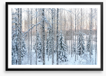 Arctic pine