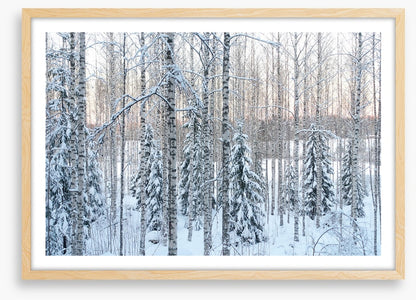 Arctic pine