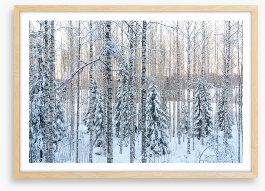 Arctic pine