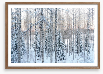 Arctic pine