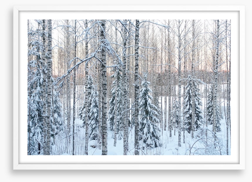 Arctic pine