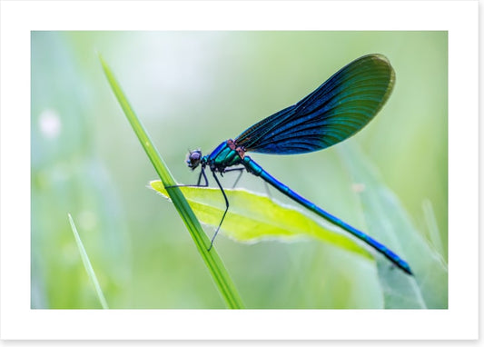 Dragonfly shine