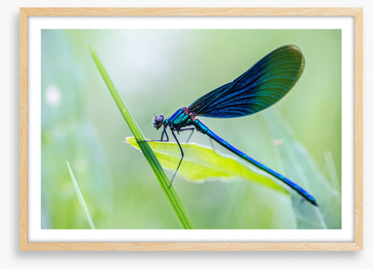 Dragonfly shine