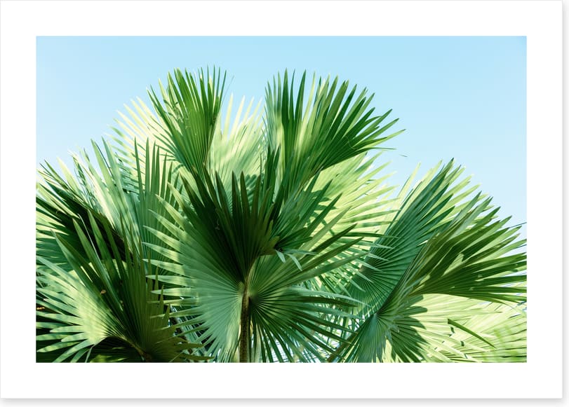 Leaves