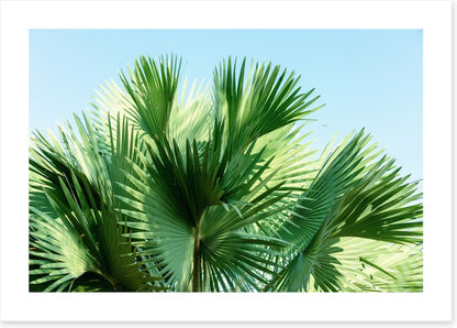 Leaves