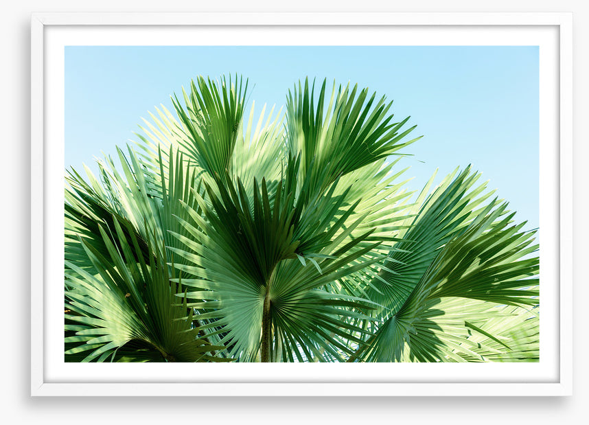 Leaves