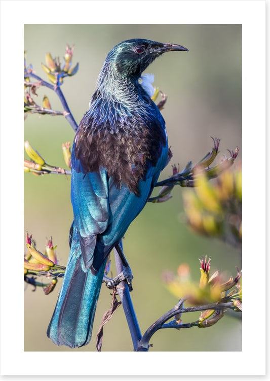 Tui on a branch