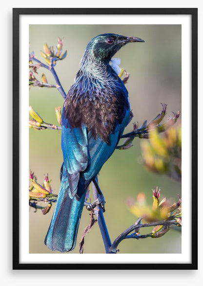 Tui on a branch