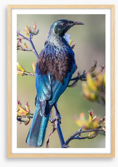Tui on a branch