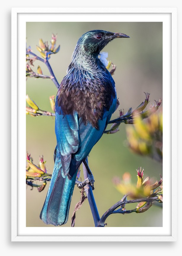 Tui on a branch