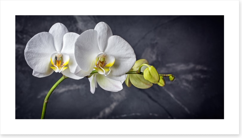 Two white orchids