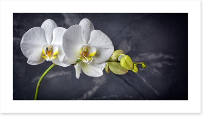 Two white orchids