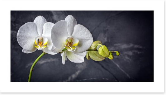 Two white orchids