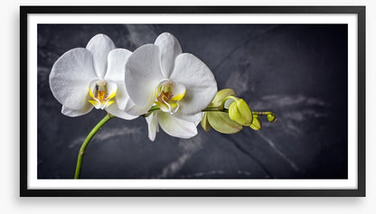 Two white orchids