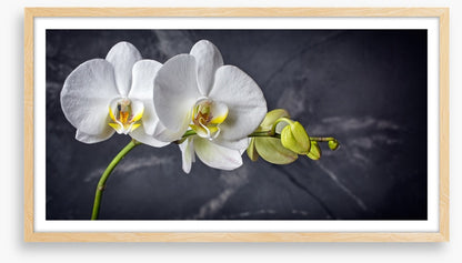 Two white orchids