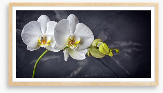 Two white orchids