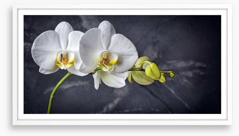 Two white orchids