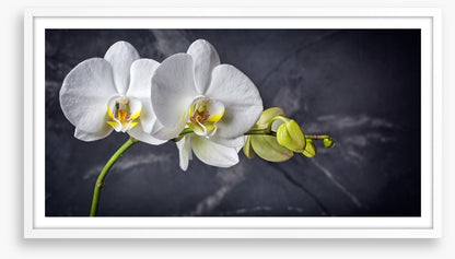 Two white orchids