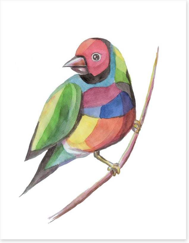 Birds