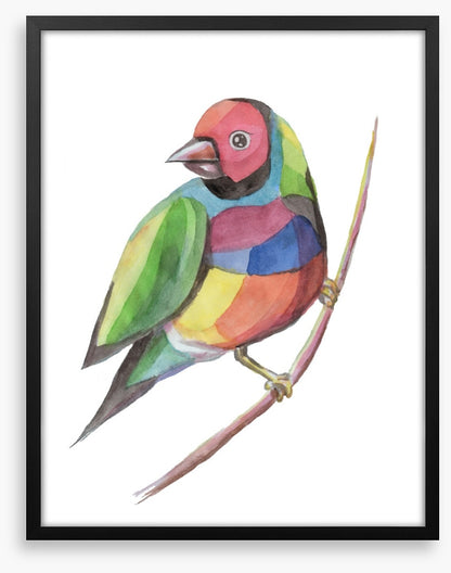 Birds