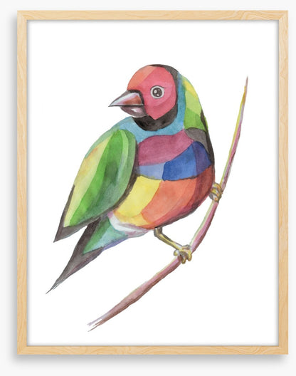 Birds