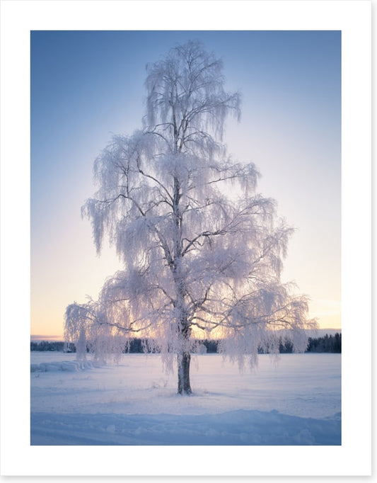 Draped in snow