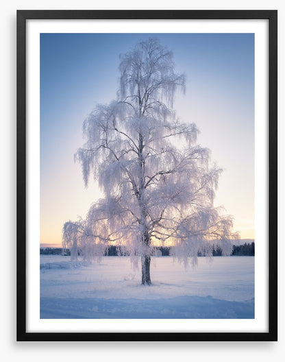 Draped in snow