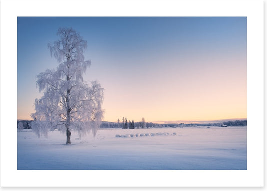 Snow tree sunrise