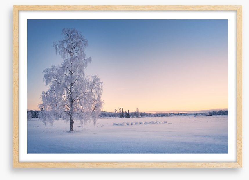 Snow tree sunrise
