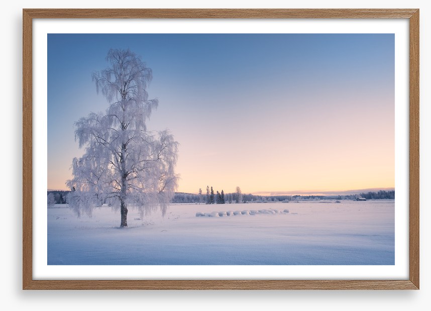 Snow tree sunrise