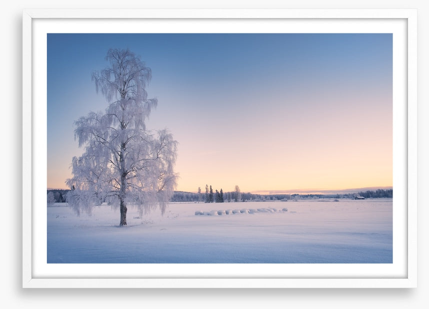 Snow tree sunrise