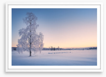 Snow tree sunrise