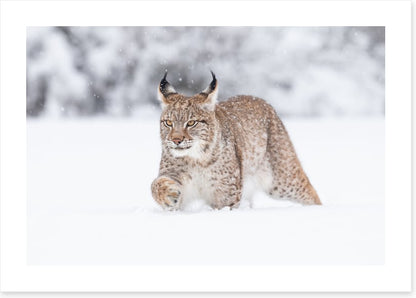 Lynx in the snow