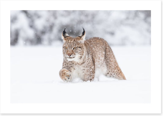 Lynx in the snow