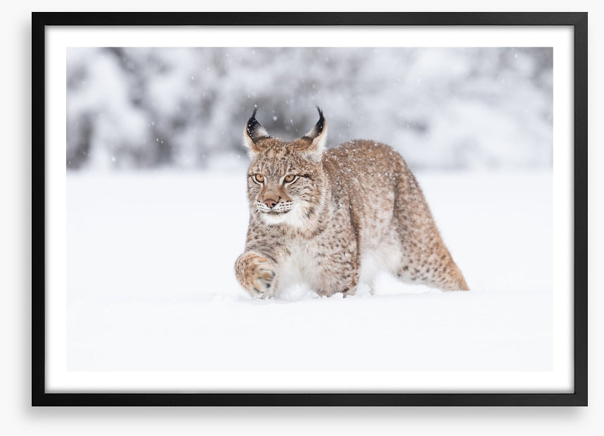 Lynx in the snow