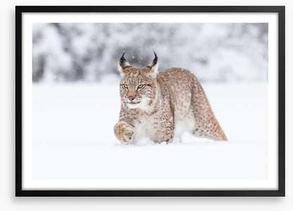 Lynx in the snow