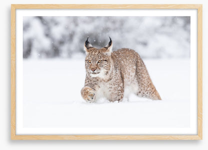 Lynx in the snow