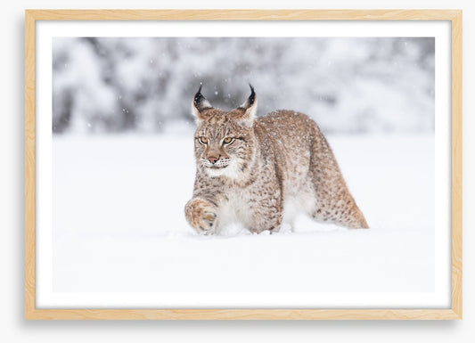 Lynx in the snow