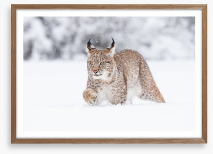 Lynx in the snow