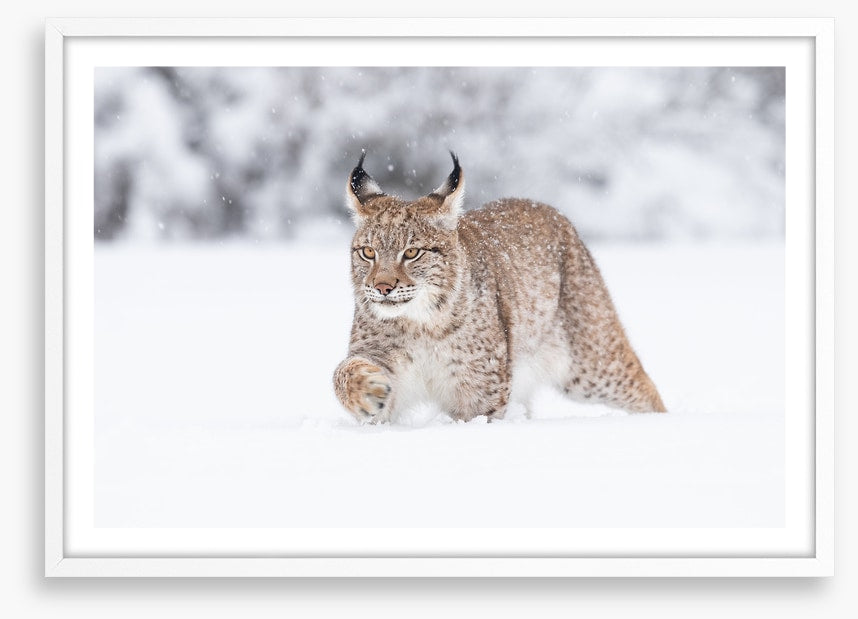 Lynx in the snow