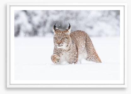 Lynx in the snow