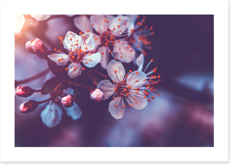 Sakura dawn