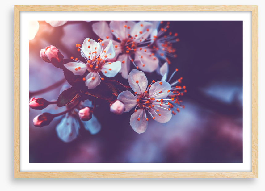 Sakura dawn