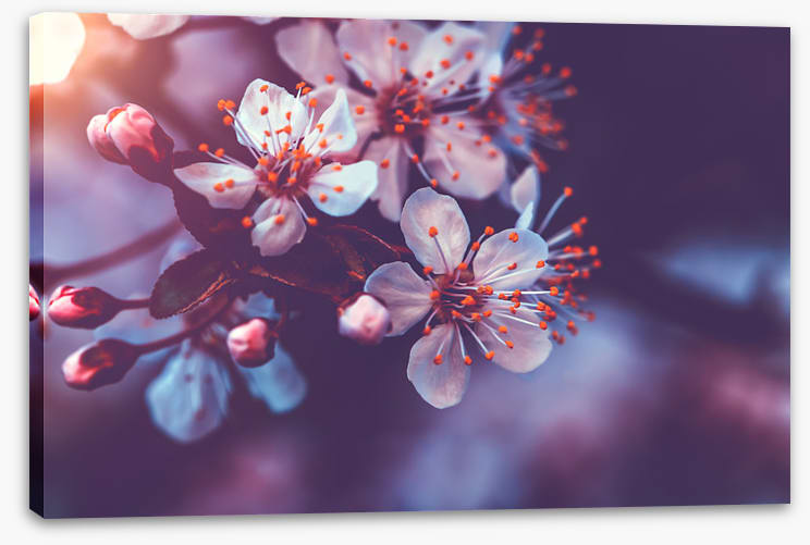 Sakura dawn