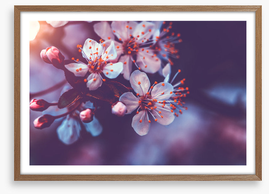 Sakura dawn
